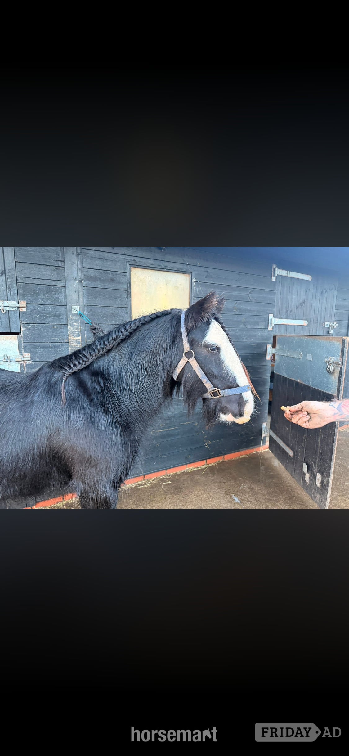Crook "Guiness" Black Gelding Cob/Heavy Horse