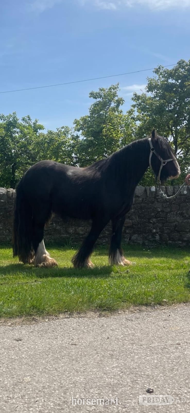 "Guiness" Black Gelding Cob/Heavy Horse in Crook