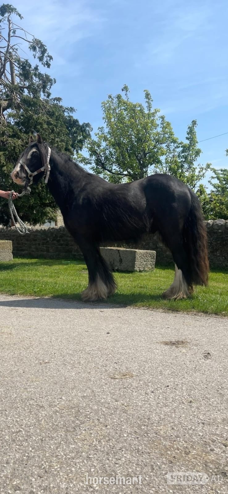 "Guiness" Black Gelding Cob/Heavy Horse