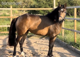 "Mullaghmore Lily" Dun Filly Mountain & Moorland Pony
