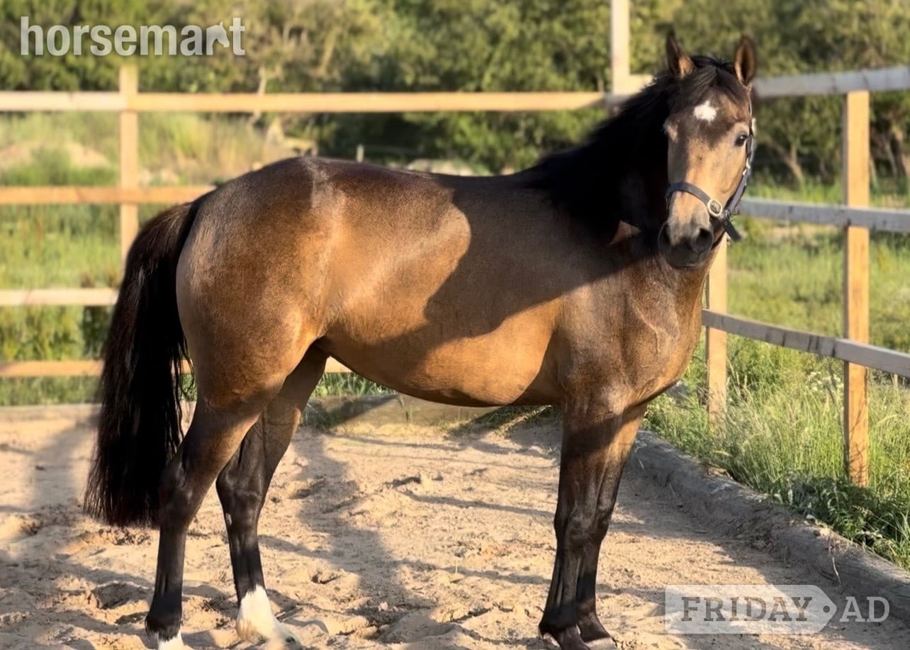 "Mullaghmore Lily" Dun Filly Mountain & Moorland Pony in Chester