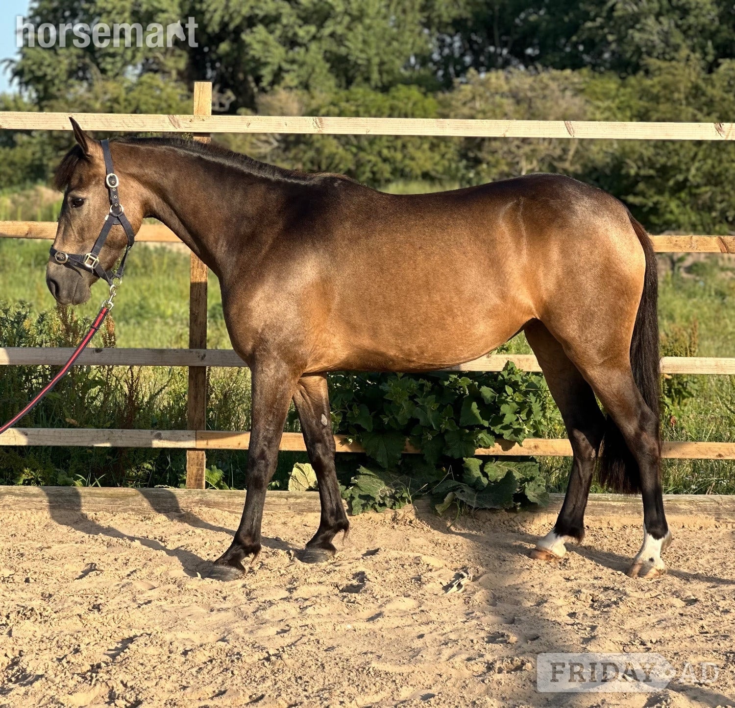 "Mullaghmore Lily" Dun Filly Mountain & Moorland Pony