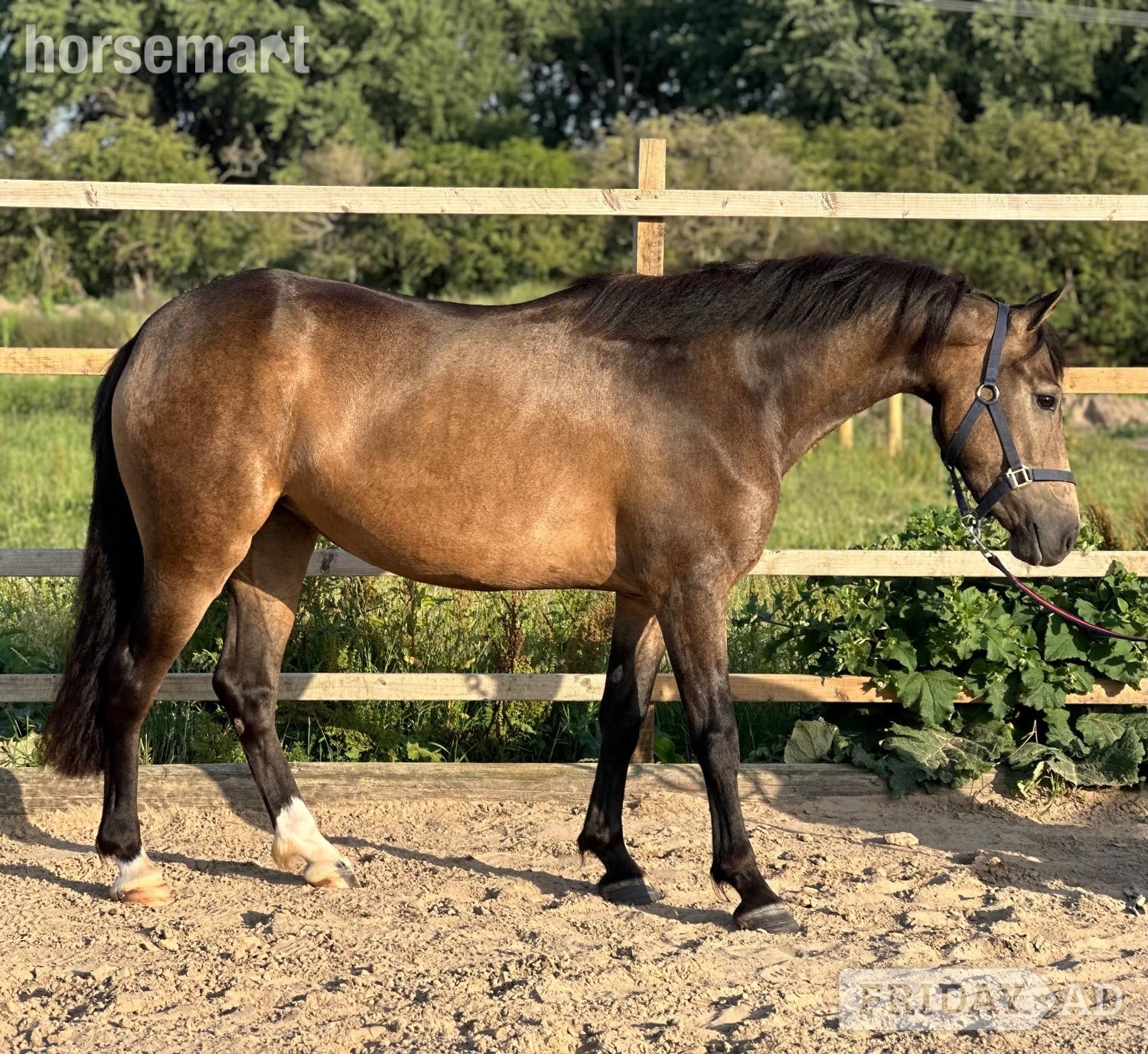 Chester "Mullaghmore Lily" Dun Filly Mountain & Moorland Pony