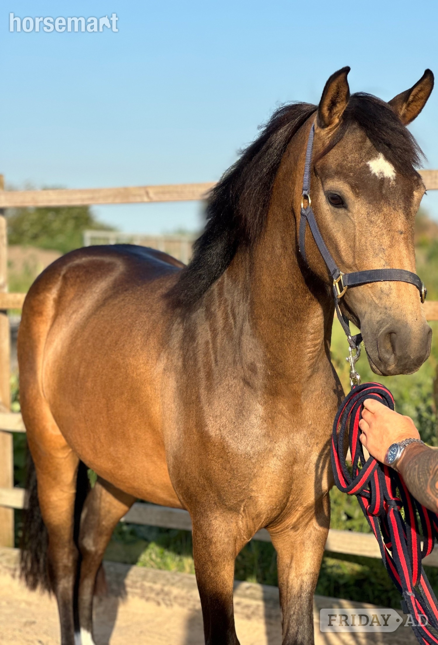 "Mullaghmore Lily" Dun Filly Mountain & Moorland Pony - Horses in Chester