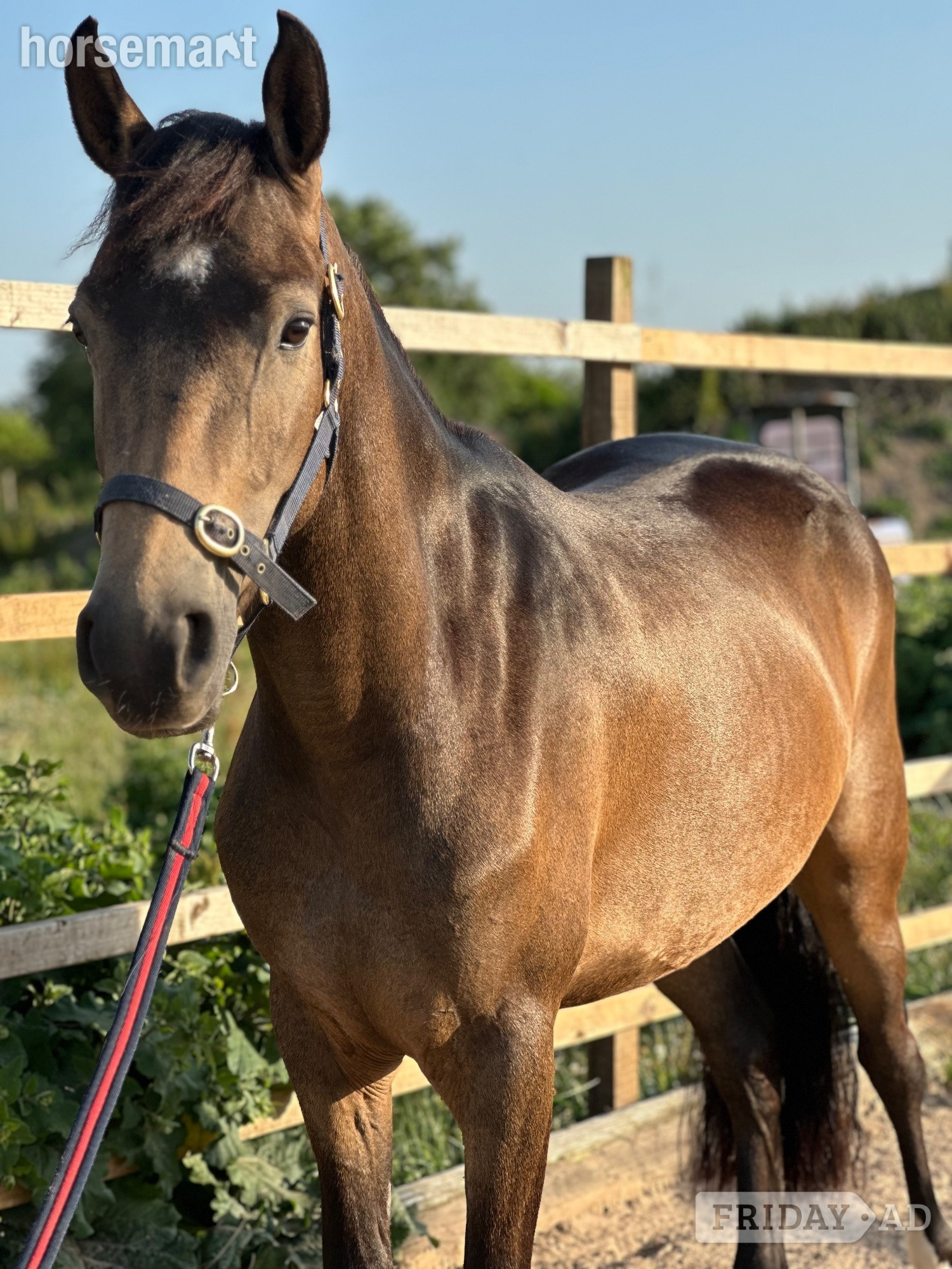 "Mullaghmore Lily" Dun Filly Mountain & Moorland Pony - Horses