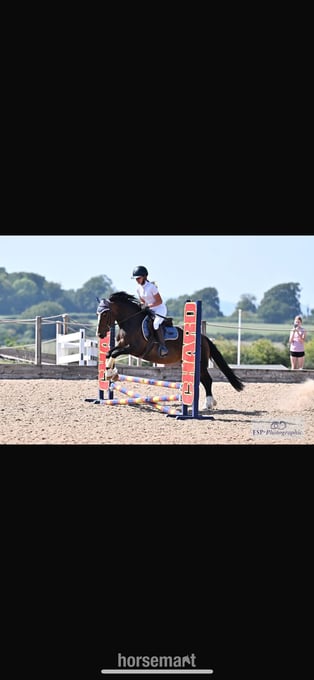 "Menai Radiant Pearl" Dark Bay Mare All Rounder