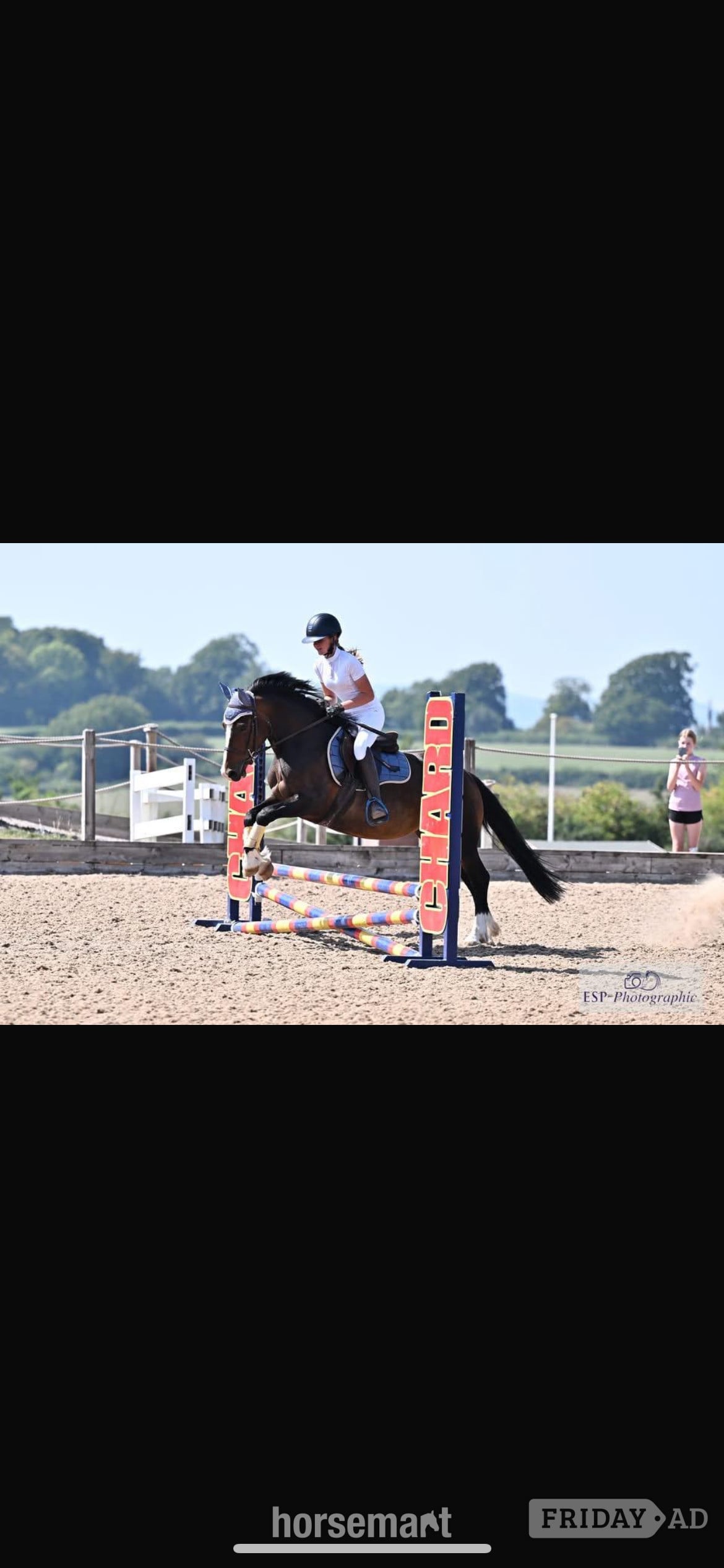 "Menai Radiant Pearl" Dark Bay Mare All Rounder in Newton Abbot