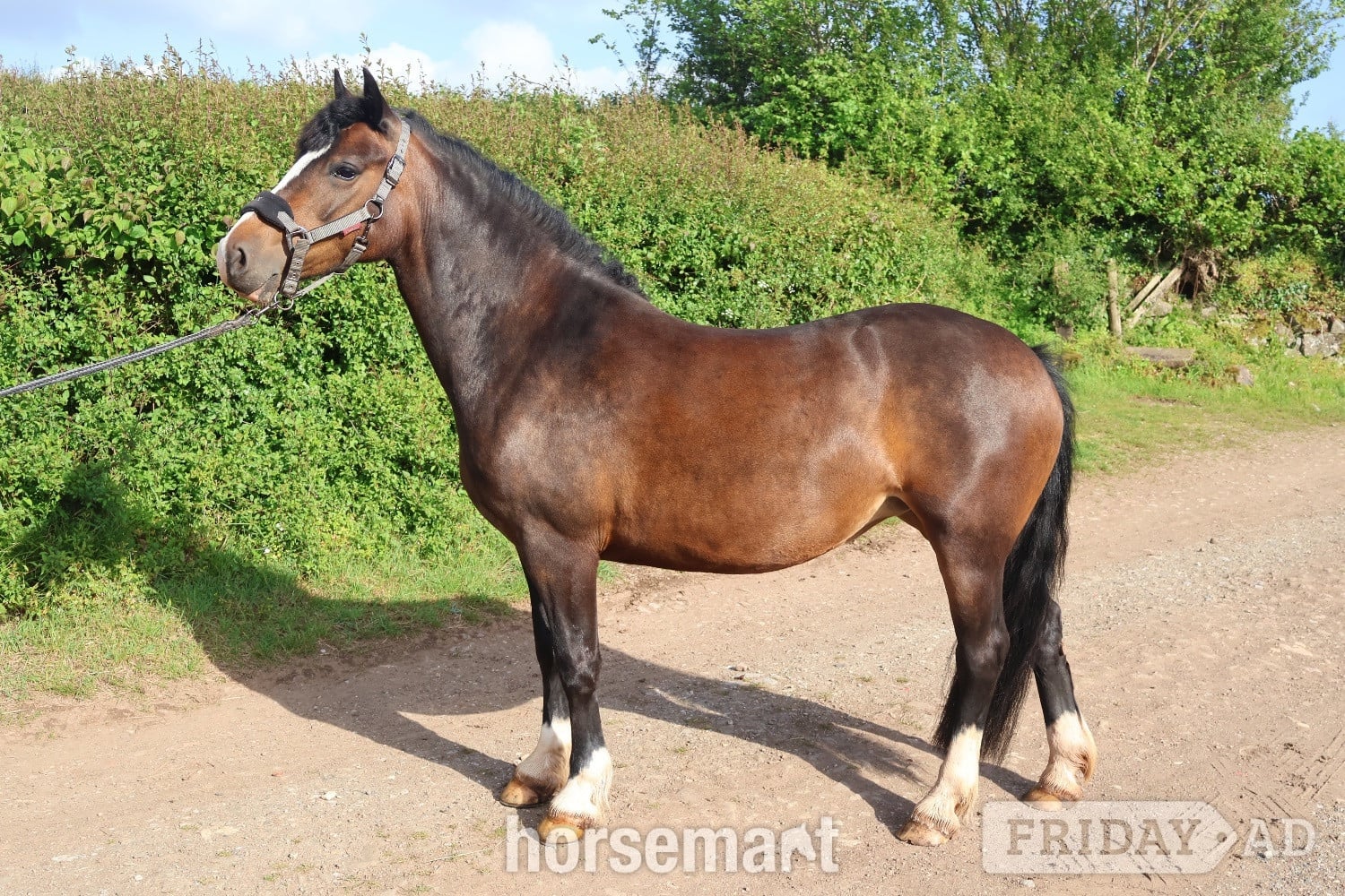 "Menai Radiant Pearl" Dark Bay Mare All Rounder