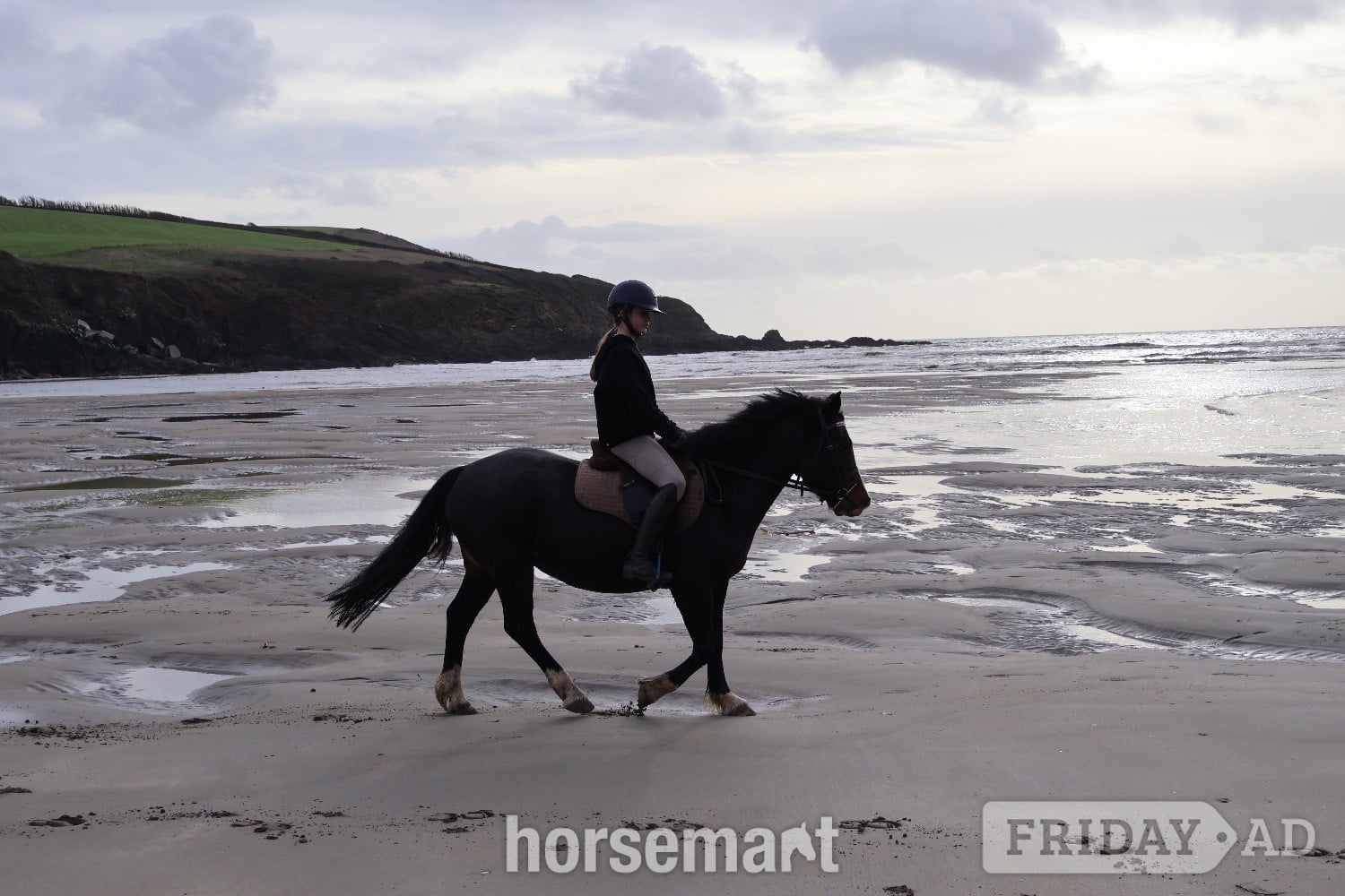 Newton Abbot "Menai Radiant Pearl" Dark Bay Mare All Rounder