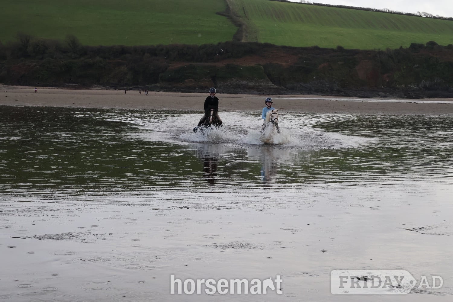 "Menai Radiant Pearl" Dark Bay Mare All Rounder - Horses in Newton Abbot