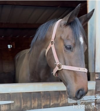 "Magic " Bay Gelding Young Sport Horse