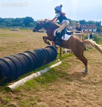 "Elsa " Liver Chestnut Mare Pony Club Pony