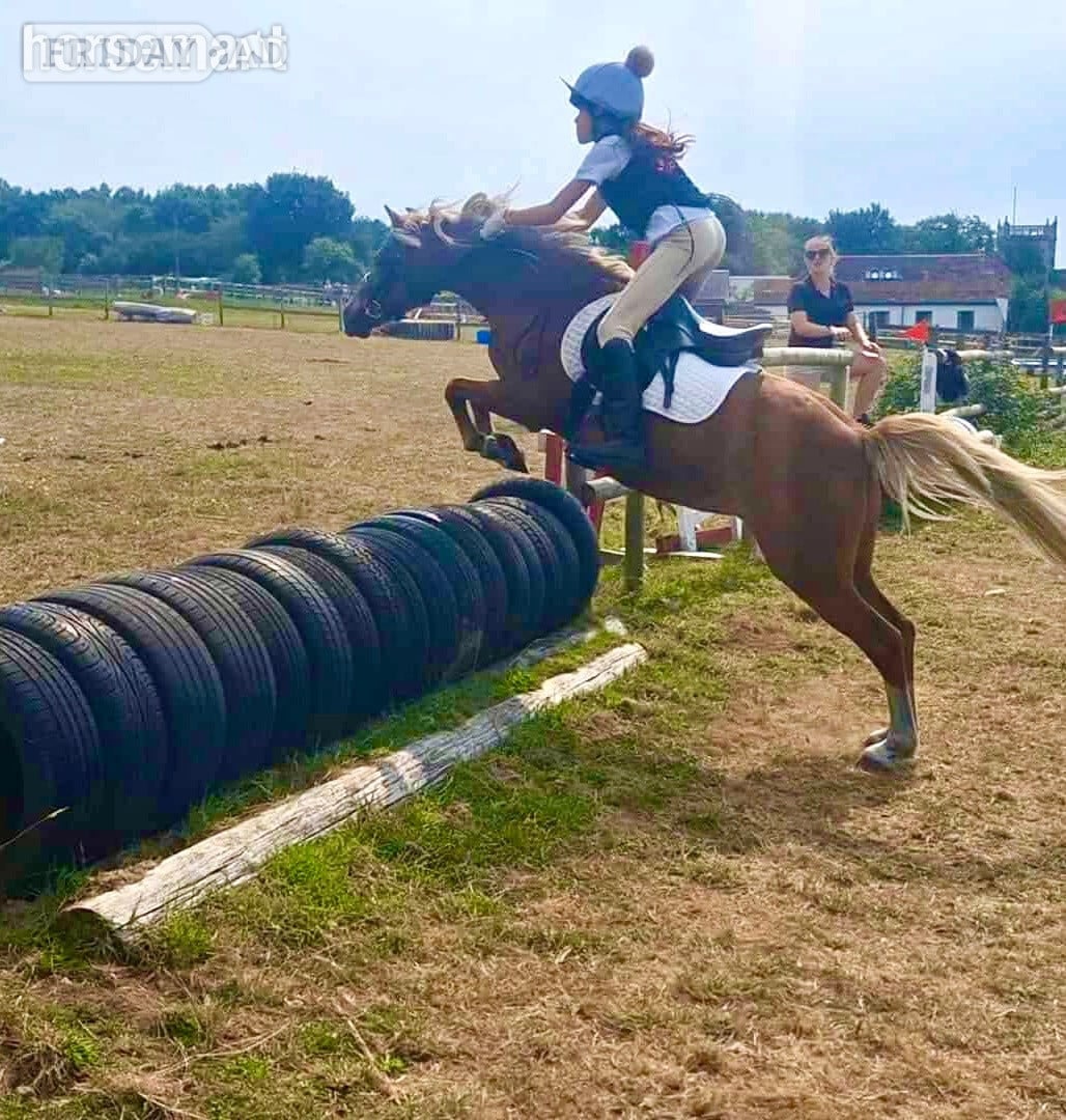 "Elsa " Liver Chestnut Mare Pony Club Pony in Carisbrooke
