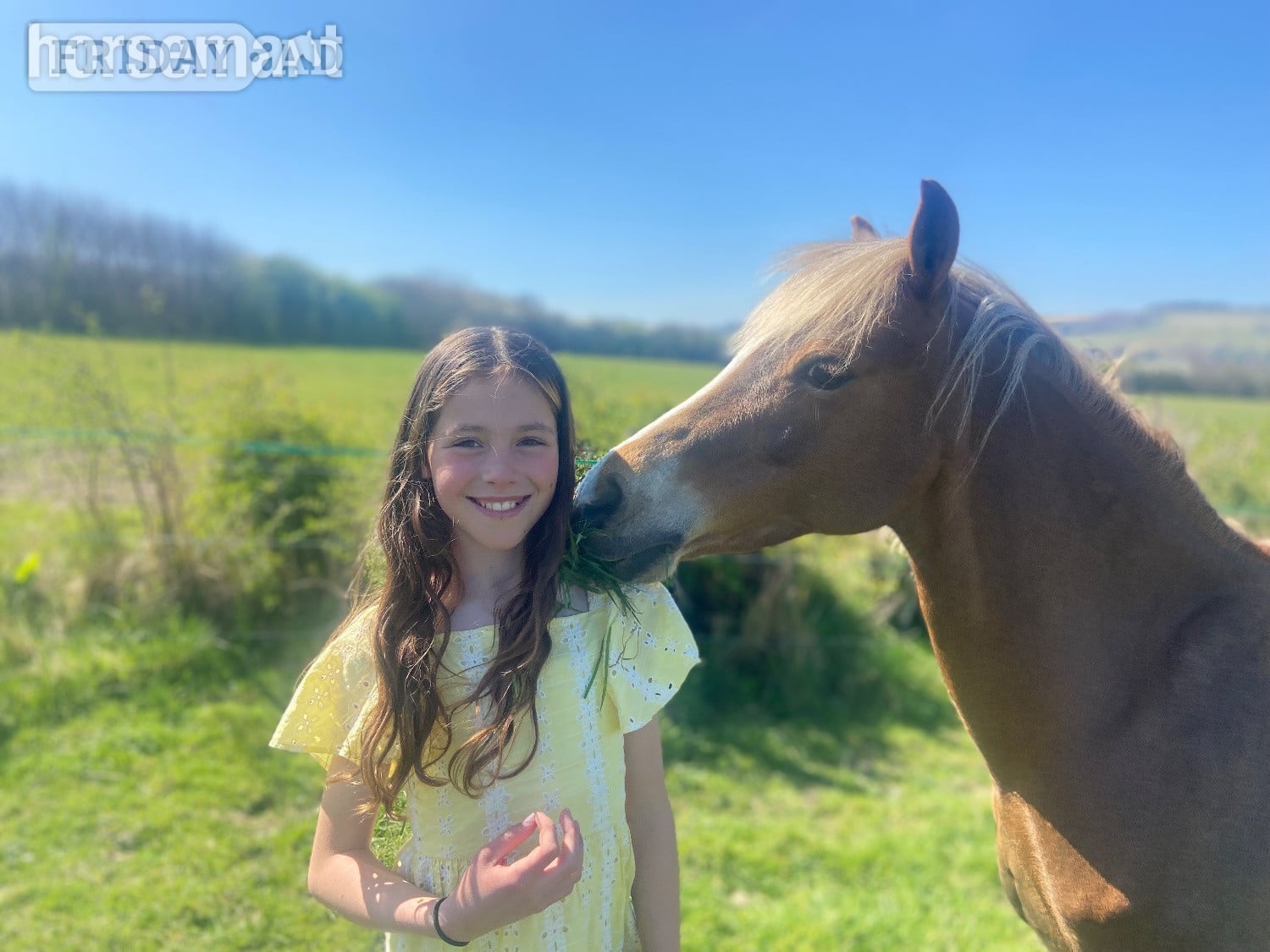 "Elsa " Liver Chestnut Mare Pony Club Pony - Horses