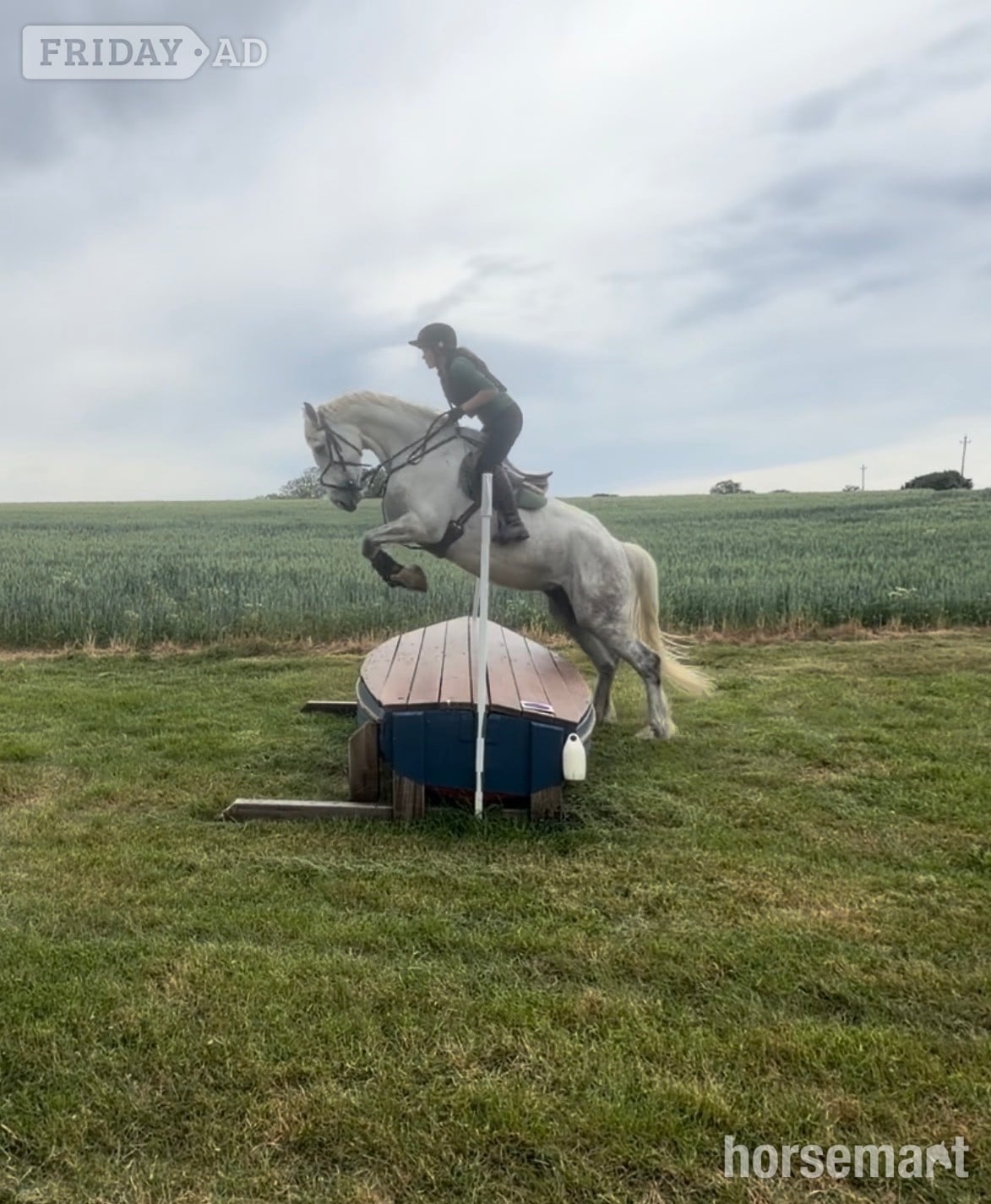 "Shadow " Grey Gelding Hunter