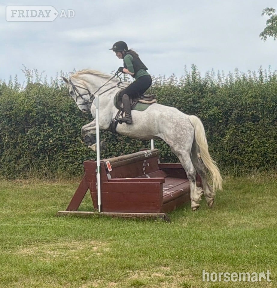 Hockley "Shadow " Grey Gelding Hunter