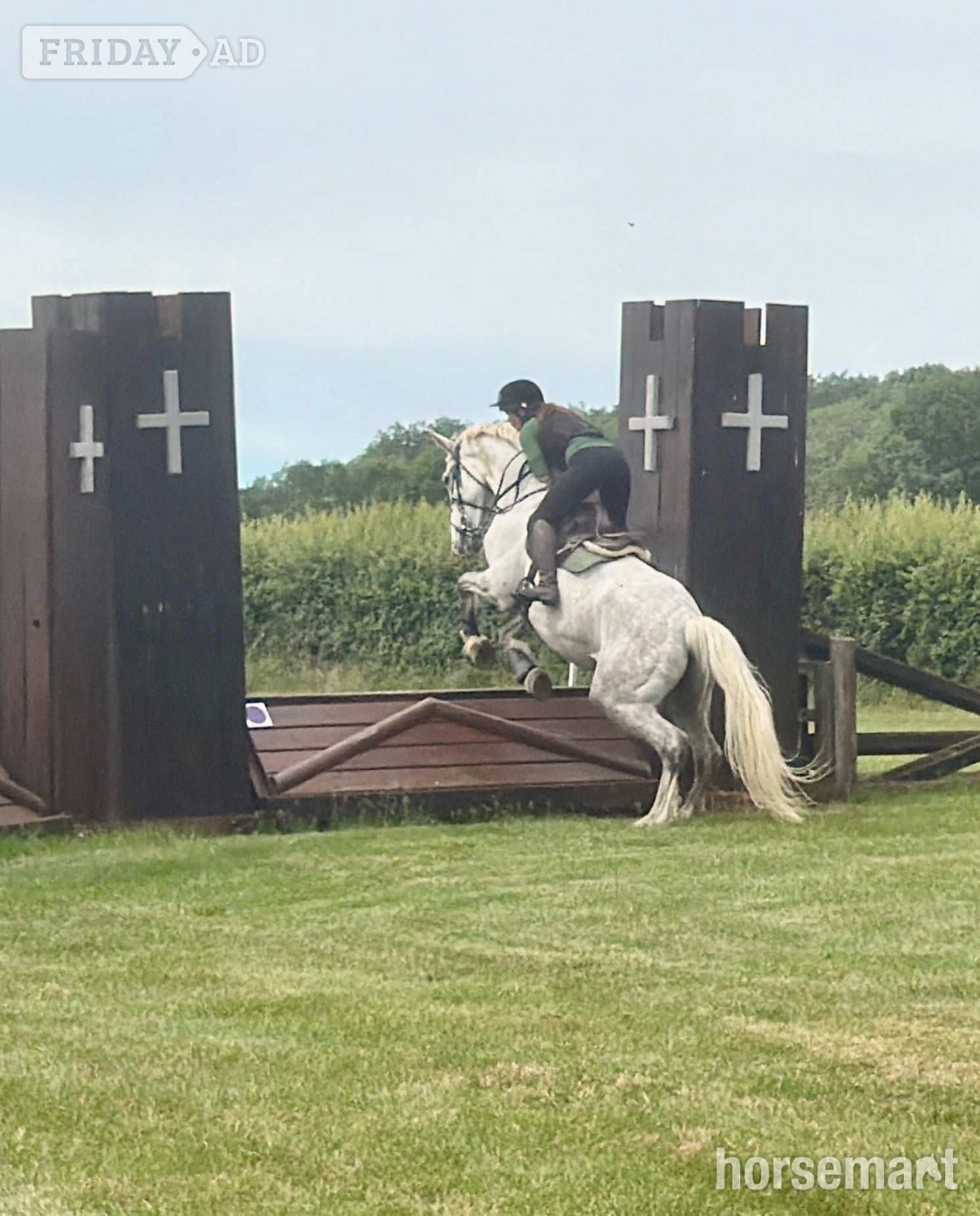 "Shadow " Grey Gelding Hunter - Horses in Hockley