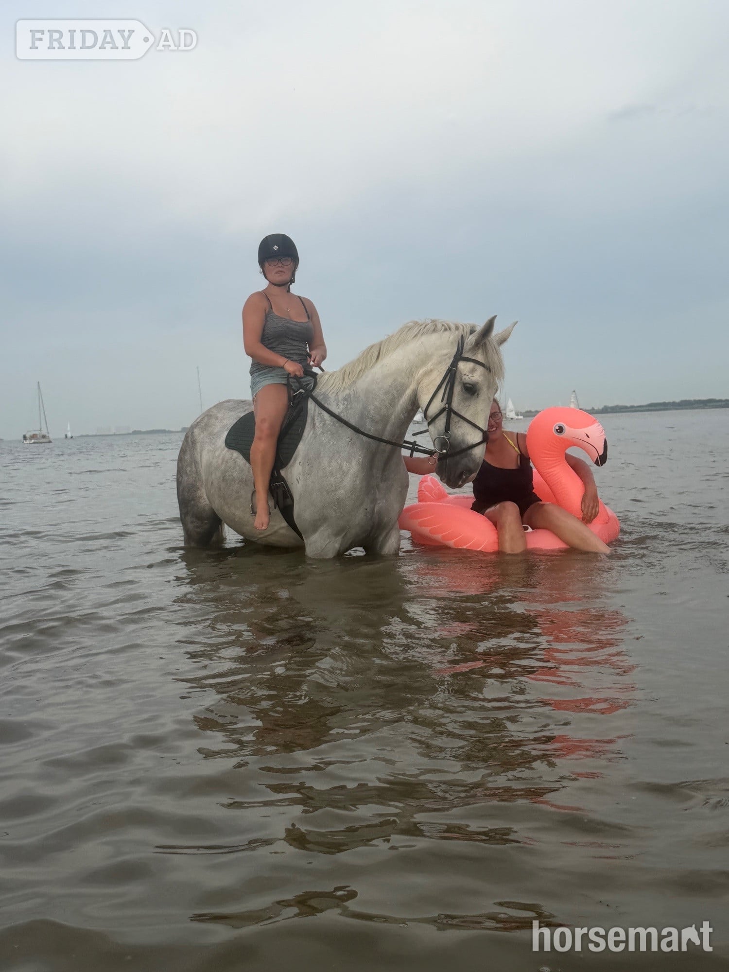 "Shadow " Grey Gelding Hunter - Horses