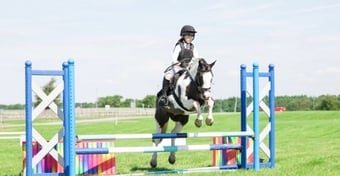 "Cherry"  Mare Pony Club Pony