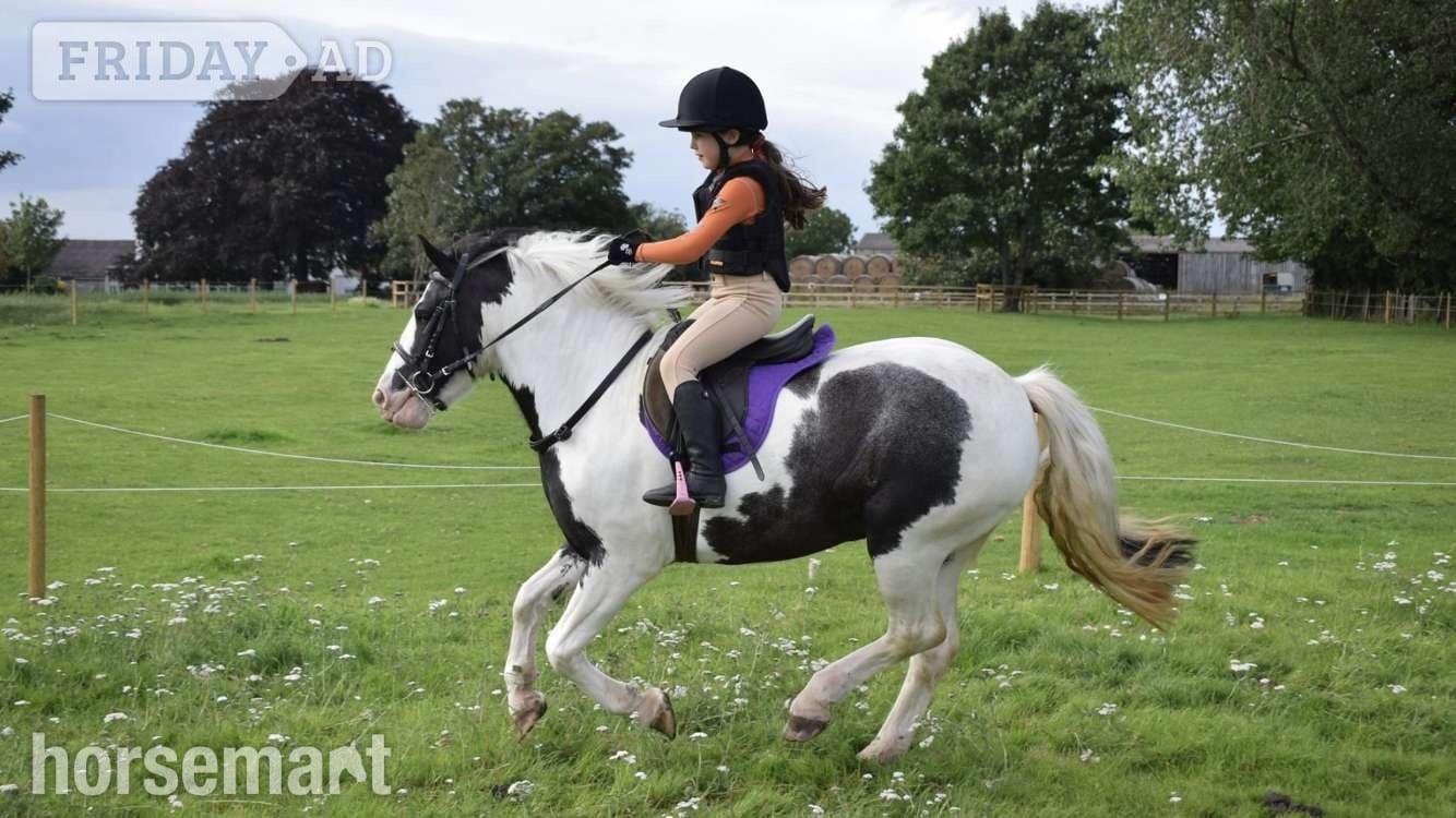 "Cherry"  Mare Pony Club Pony