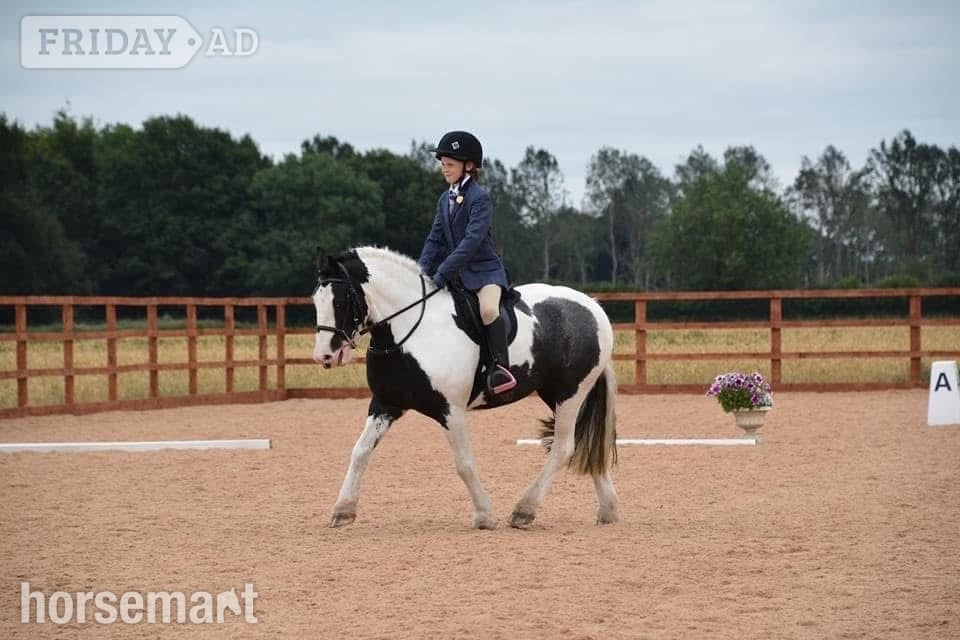 Leeds "Cherry"  Mare Pony Club Pony