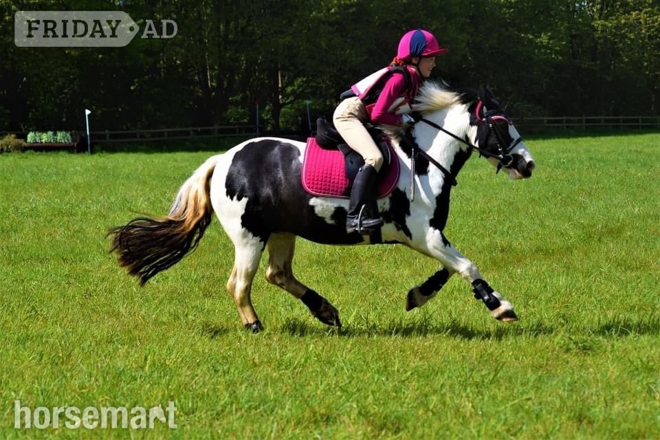 "Cherry"  Mare Pony Club Pony - Horses in Leeds