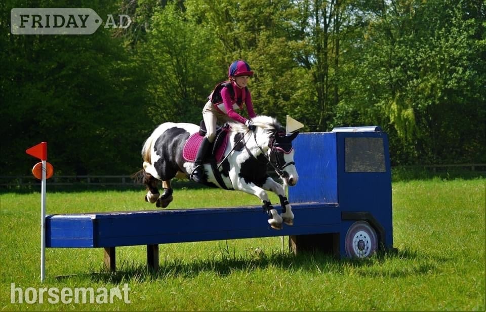"Cherry"  Mare Pony Club Pony - Horses