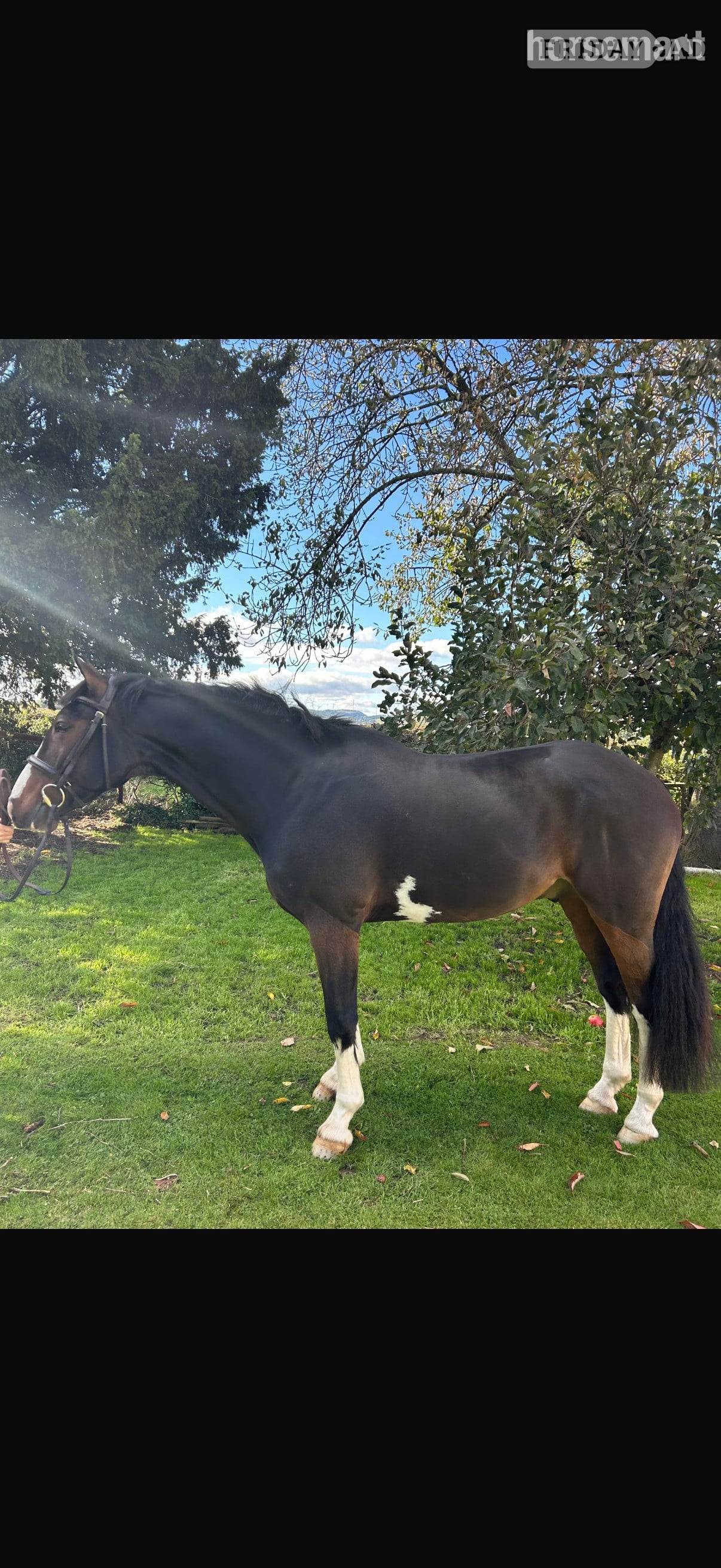 "Spartan ‘ sploge’ " Bay Gelding Hunter