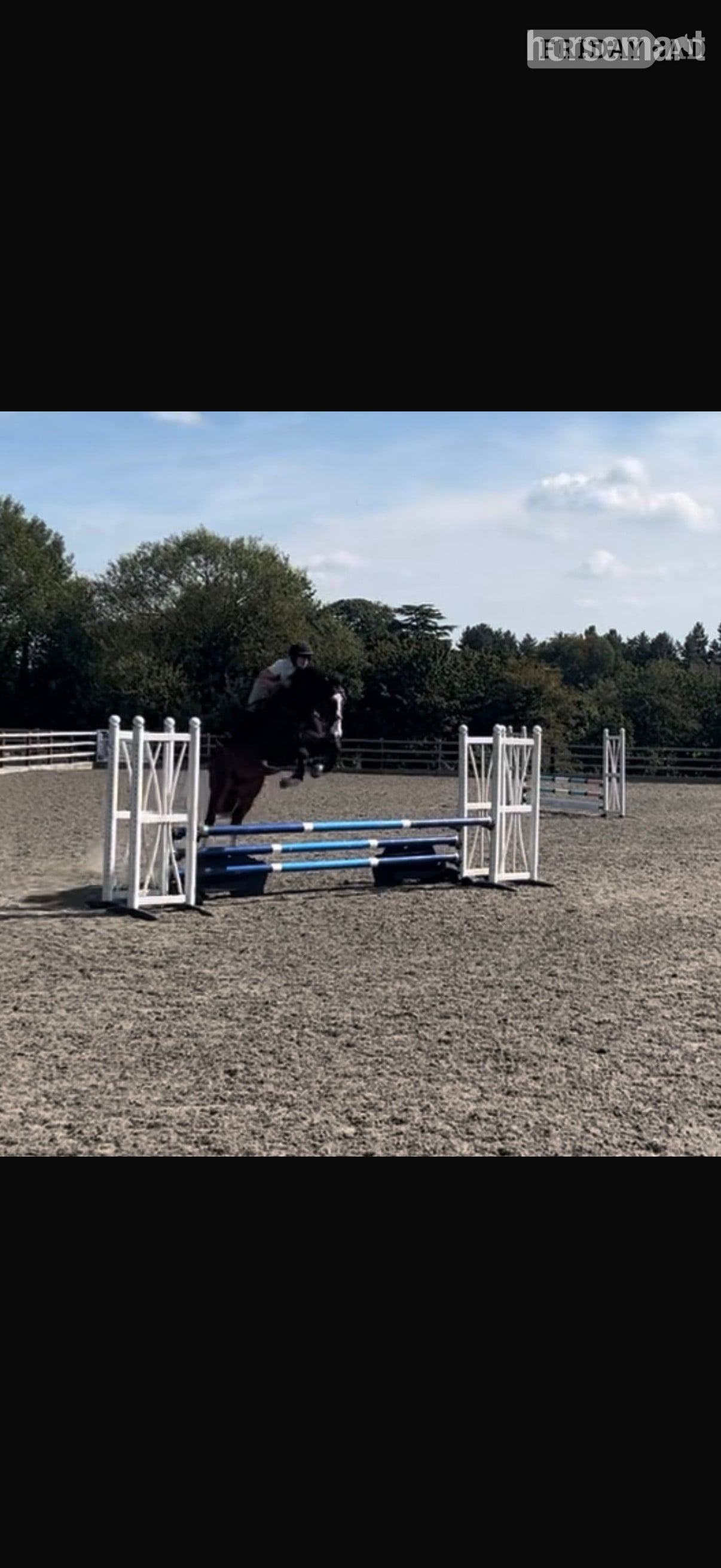 "Spartan ‘ sploge’ " Bay Gelding Hunter - Horses in Pembridge