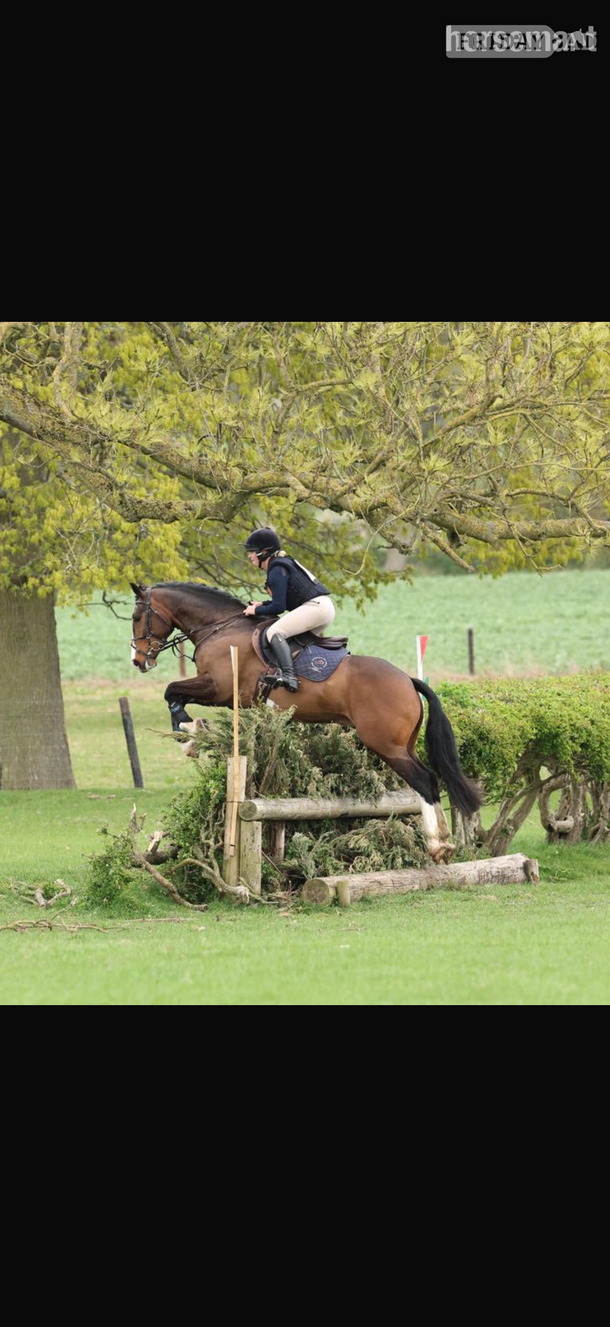 Pembridge "Spartan ‘ sploge’ " Bay Gelding Hunter
