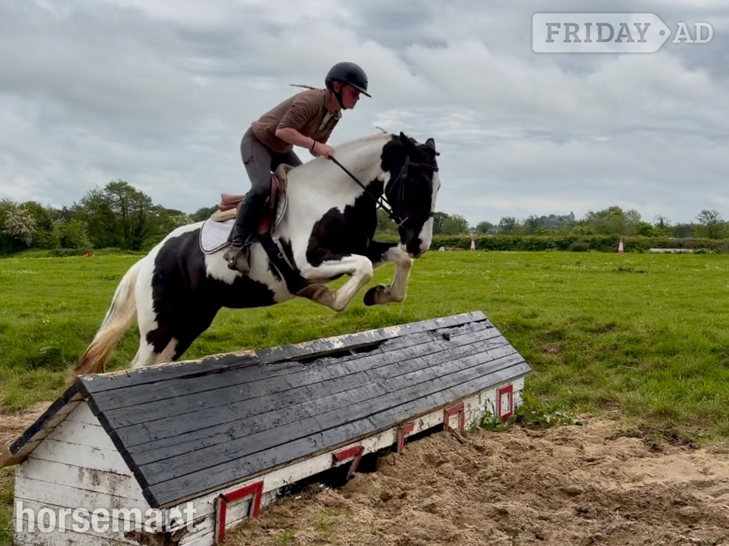 "Daisy" Piebald Filly All Rounder - Horses in Raheen