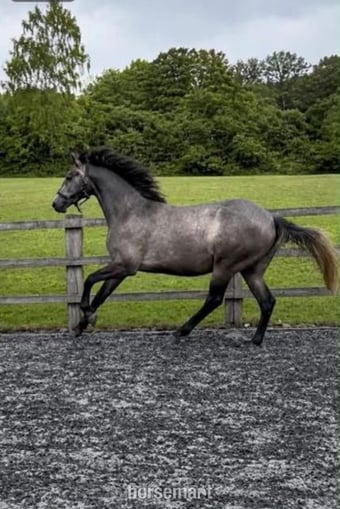 "Sir Colmars Cloud " Iron Grey Gelding Show Jumper