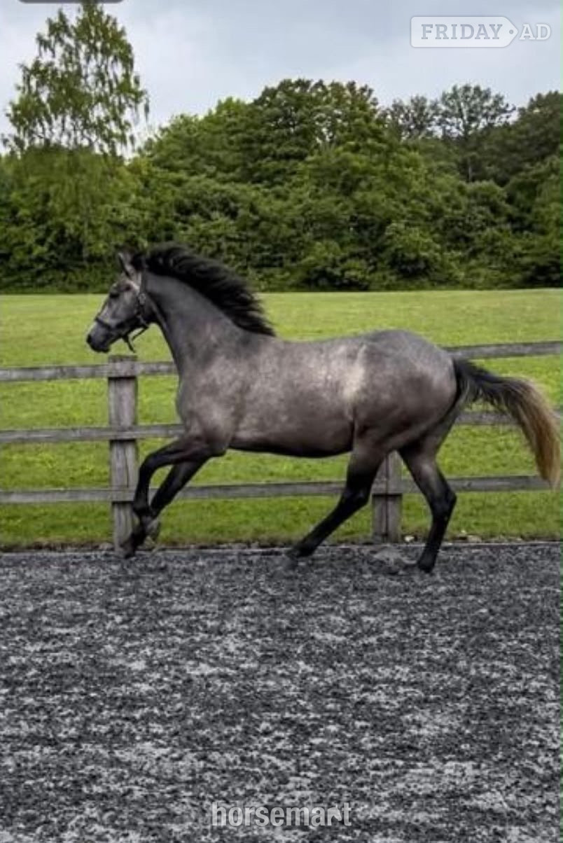 "Sir Colmars Cloud " Iron Grey Gelding Show Jumper in Horsham