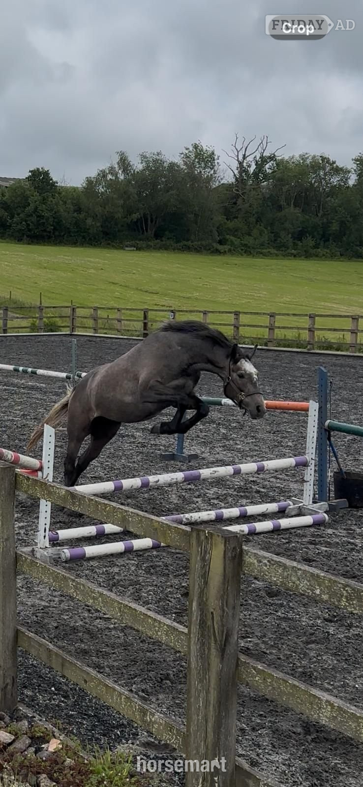 "Sir Colmars Cloud " Iron Grey Gelding Show Jumper