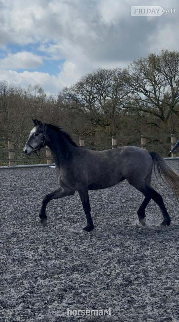 Horsham "Sir Colmars Cloud " Iron Grey Gelding Show Jumper