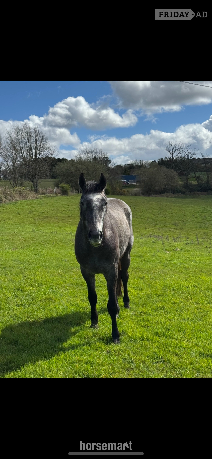 "Sir Colmars Cloud " Iron Grey Gelding Show Jumper - Horses