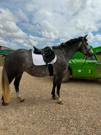 "Powerswood Purple Lily" Grey Mare All Rounder