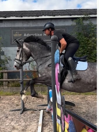 "Powerswood Purple Lily" Grey Mare All Rounder