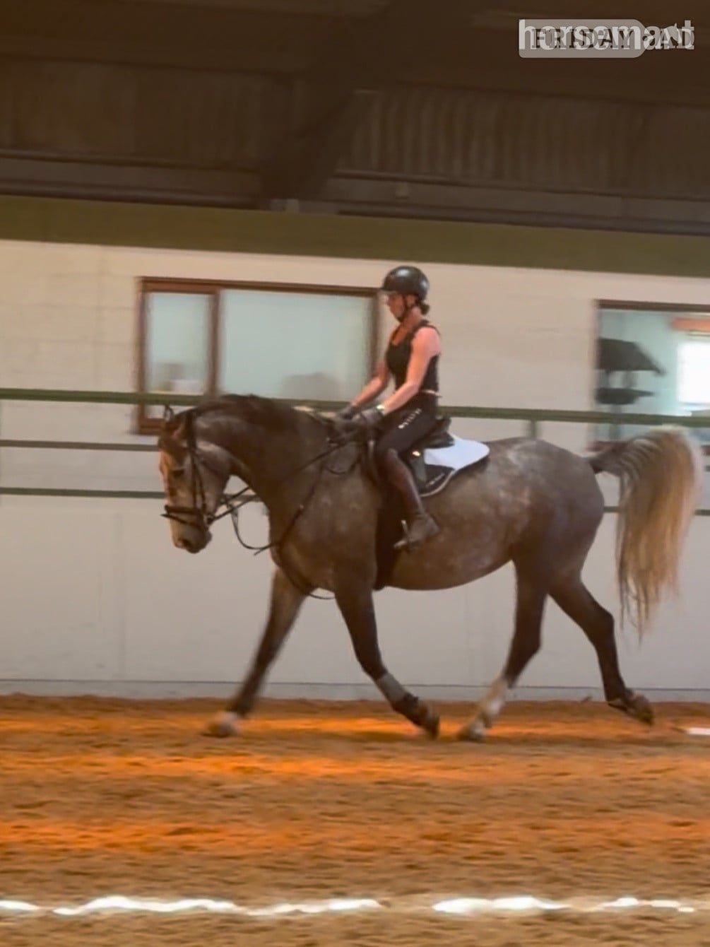 "Powerswood Purple Lily" Grey Mare All Rounder - Horses in Horncastle