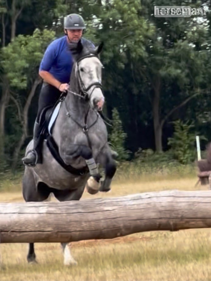 "Powerswood Purple Lily" Grey Mare All Rounder - Horses