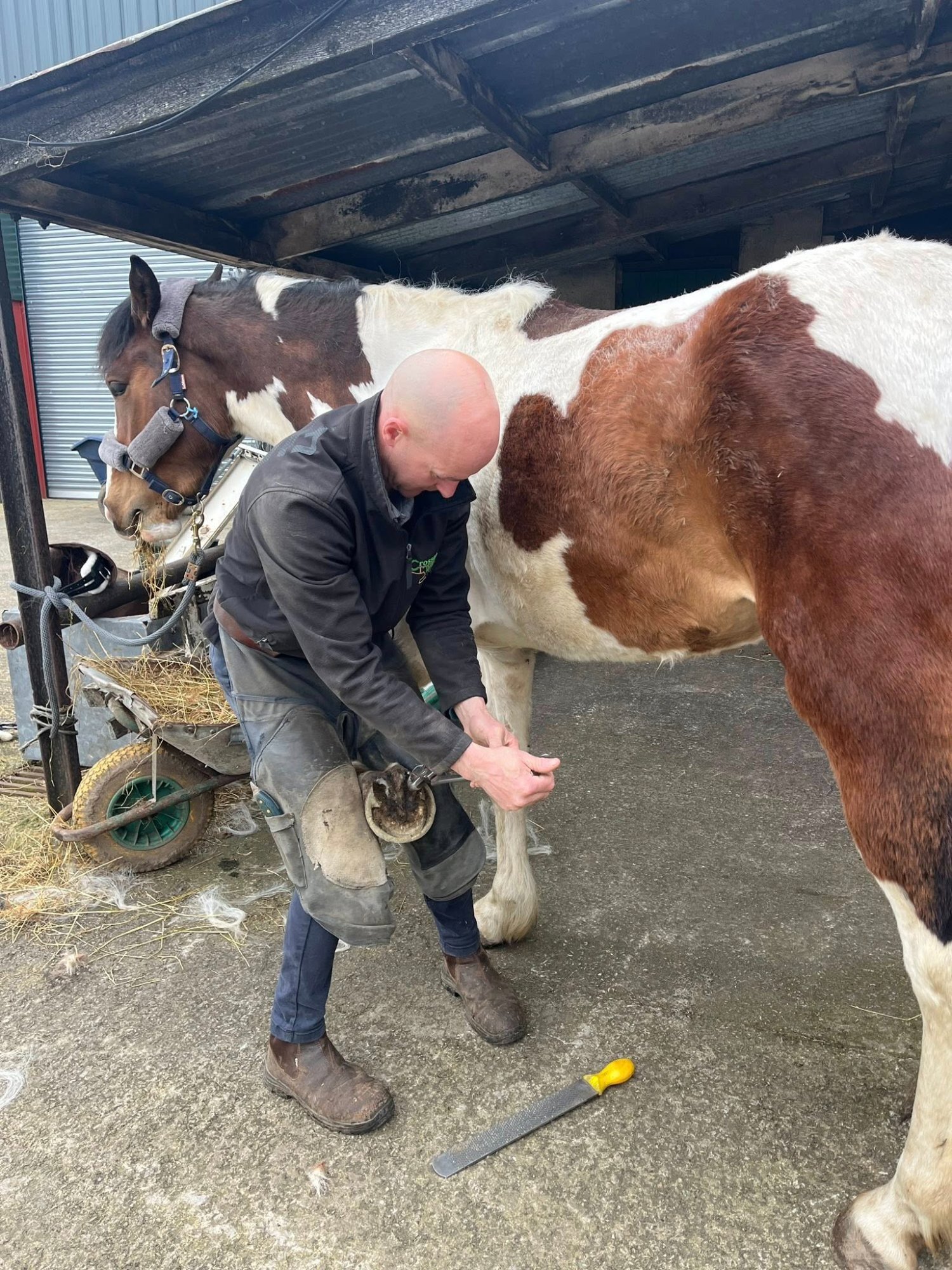 "Zulu Red" Skewbald Mare Coloured