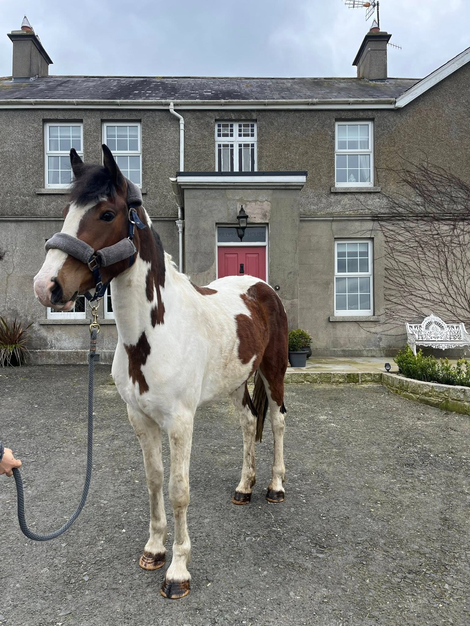 Banbridge "Zulu Red" Skewbald Mare Coloured