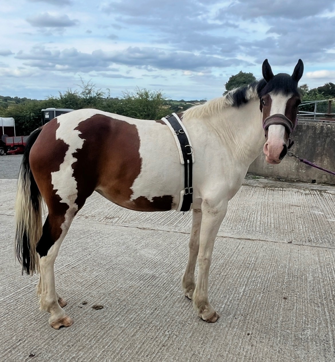 "Zulu Red" Skewbald Mare Coloured - Horses in Banbridge