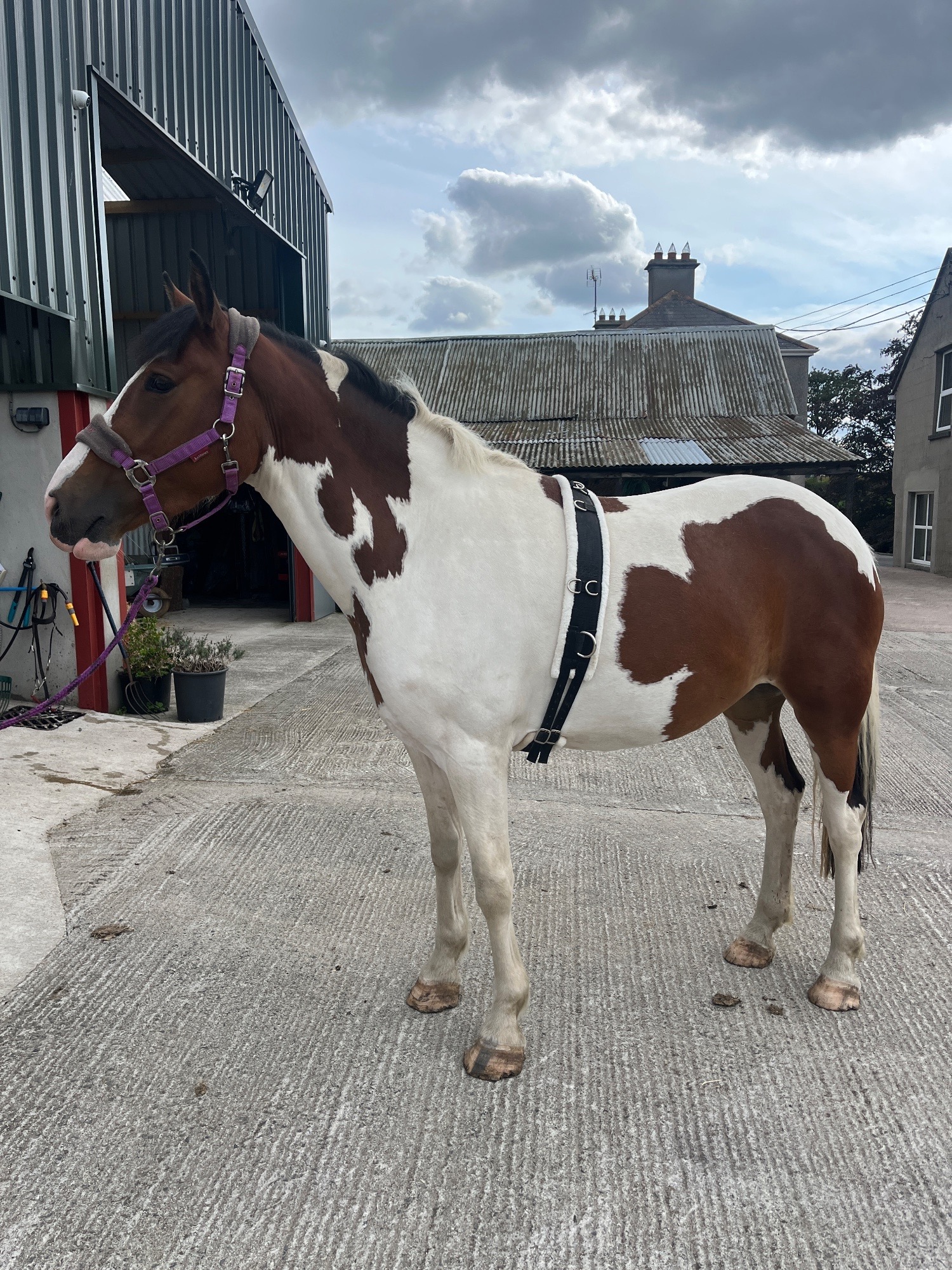 "Zulu Red" Skewbald Mare Coloured - Horses
