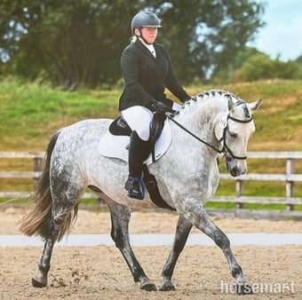 "Manisters Jerry" Grey Gelding Happy Hacker