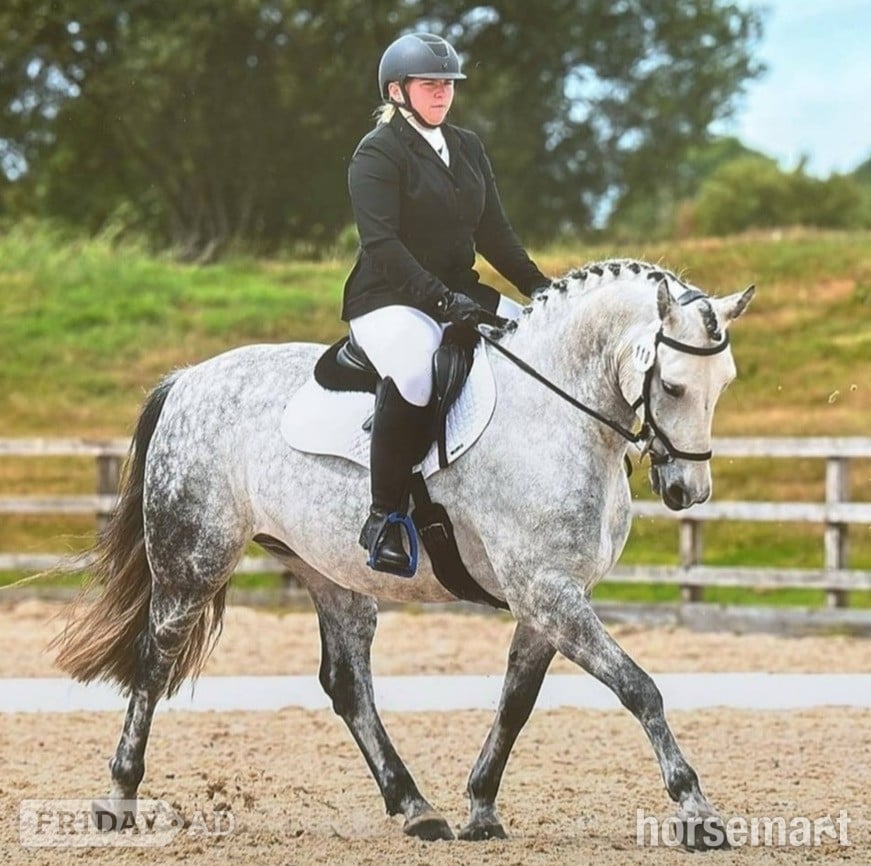 "Manisters Jerry" Grey Gelding Happy Hacker in Bathford