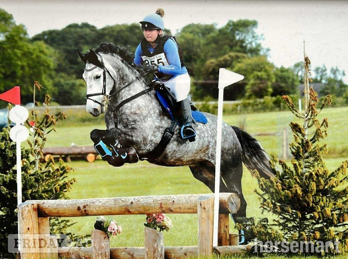 Bathford "Manisters Jerry" Grey Gelding Happy Hacker
