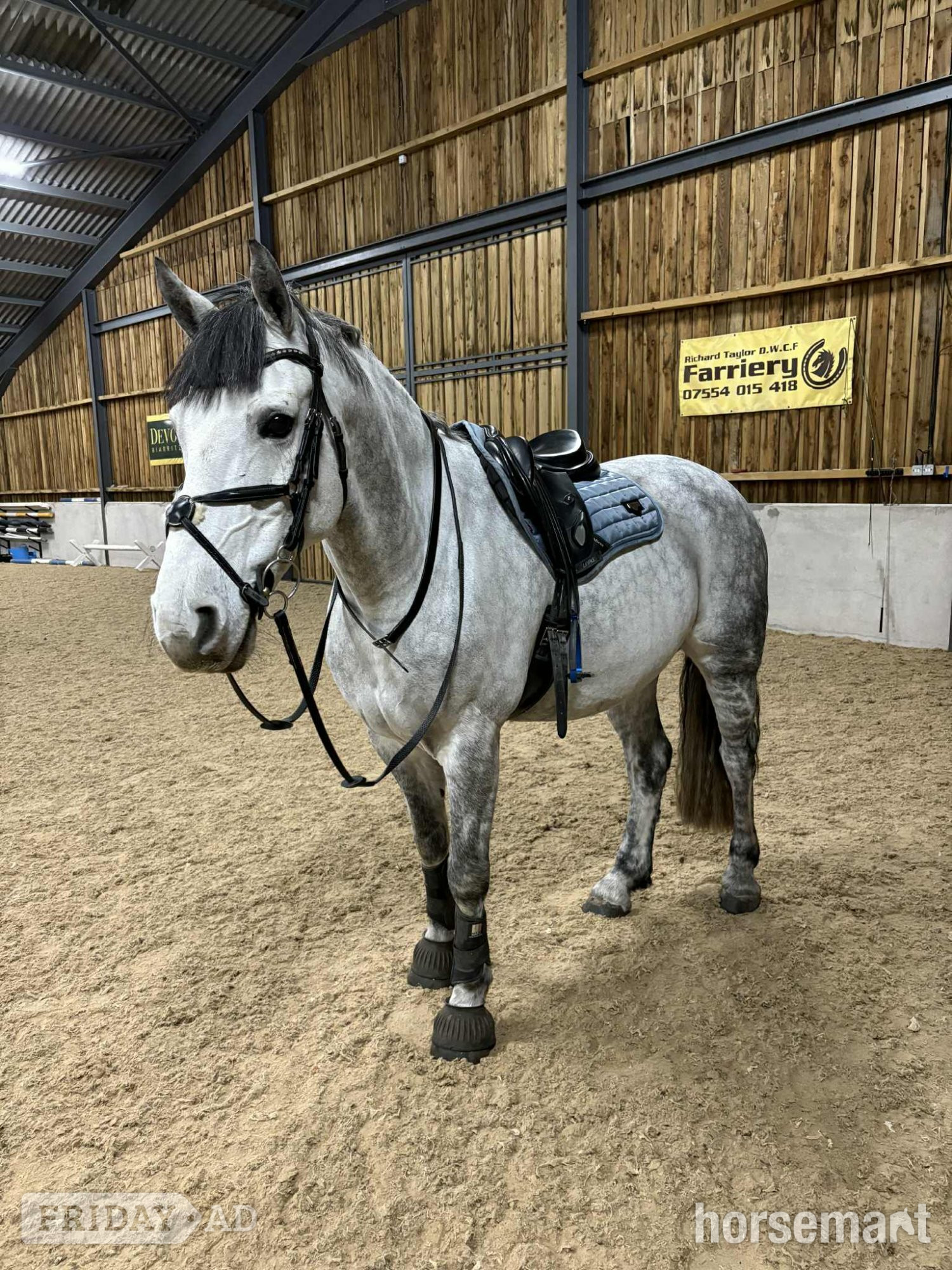 "Manisters Jerry" Grey Gelding Happy Hacker