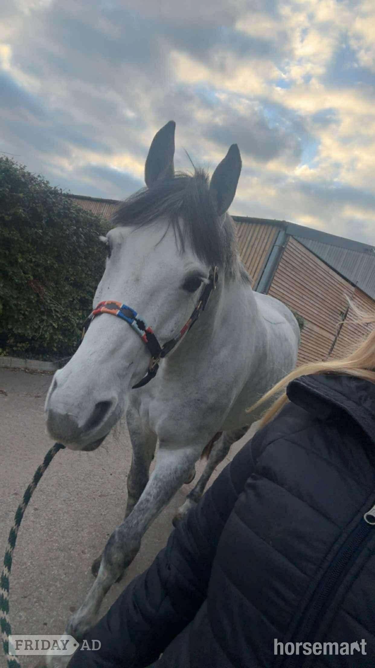 "Manisters Jerry" Grey Gelding Happy Hacker - Horses in Bathford