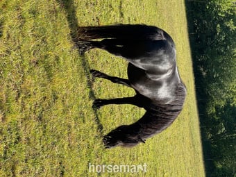 "Ebony " Black Mare Mountain & Moorland Pony